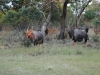 Crocuta Game Lodge - Out And About - 32 - nyala